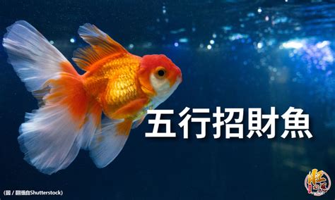 養蝦招財|【魚要養幾隻比較好】家裡養幾條魚財運好？養單數吉利還是雙。